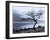 Solitary Tree on the Shore of Loch Etive, Highlands, Scotland, UK-Nadia Isakova-Framed Photographic Print