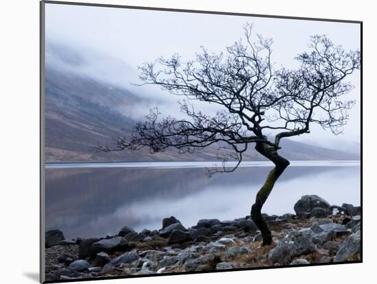 Solitary Tree on the Shore of Loch Etive, Highlands, Scotland, UK-Nadia Isakova-Mounted Photographic Print