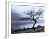 Solitary Tree on the Shore of Loch Etive, Highlands, Scotland, UK-Nadia Isakova-Framed Photographic Print