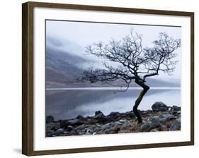 Solitary Tree on the Shore of Loch Etive, Highlands, Scotland, UK-Nadia Isakova-Framed Photographic Print