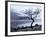 Solitary Tree on the Shore of Loch Etive, Highlands, Scotland, UK-Nadia Isakova-Framed Photographic Print