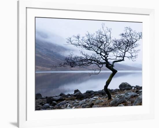 Solitary Tree on the Shore of Loch Etive, Highlands, Scotland, UK-Nadia Isakova-Framed Photographic Print