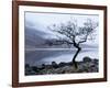 Solitary Tree on the Shore of Loch Etive, Highlands, Scotland, UK-Nadia Isakova-Framed Photographic Print