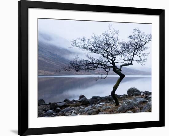 Solitary Tree on the Shore of Loch Etive, Highlands, Scotland, UK-Nadia Isakova-Framed Photographic Print