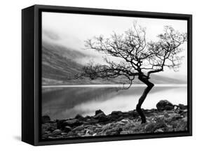 Solitary Tree on the Shore of Loch Etive, Highlands, Scotland, UK-Nadia Isakova-Framed Stretched Canvas