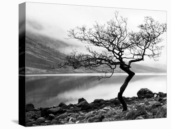 Solitary Tree on the Shore of Loch Etive, Highlands, Scotland, UK-Nadia Isakova-Stretched Canvas