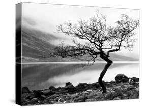 Solitary Tree on the Shore of Loch Etive, Highlands, Scotland, UK-Nadia Isakova-Stretched Canvas