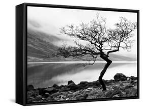 Solitary Tree on the Shore of Loch Etive, Highlands, Scotland, UK-Nadia Isakova-Framed Stretched Canvas