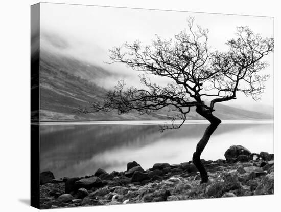 Solitary Tree on the Shore of Loch Etive, Highlands, Scotland, UK-Nadia Isakova-Stretched Canvas