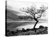 Solitary Tree on the Shore of Loch Etive, Highlands, Scotland, UK-Nadia Isakova-Stretched Canvas