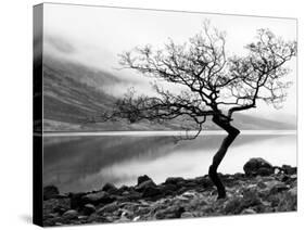 Solitary Tree on the Shore of Loch Etive, Highlands, Scotland, UK-Nadia Isakova-Stretched Canvas