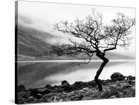 Solitary Tree on the Shore of Loch Etive, Highlands, Scotland, UK-Nadia Isakova-Stretched Canvas