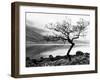 Solitary Tree on the Shore of Loch Etive, Highlands, Scotland, UK-Nadia Isakova-Framed Premium Photographic Print