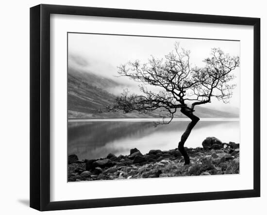 Solitary Tree on the Shore of Loch Etive, Highlands, Scotland, UK-Nadia Isakova-Framed Premium Photographic Print