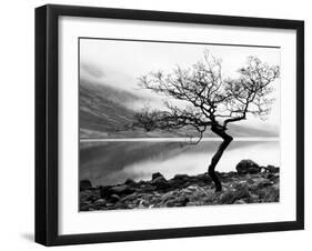 Solitary Tree on the Shore of Loch Etive, Highlands, Scotland, UK-Nadia Isakova-Framed Photographic Print