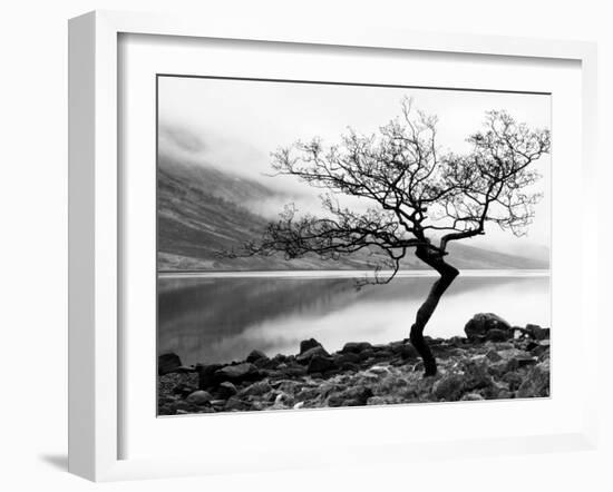 Solitary Tree on the Shore of Loch Etive, Highlands, Scotland, UK-Nadia Isakova-Framed Photographic Print