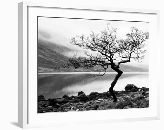 Solitary Tree on the Shore of Loch Etive, Highlands, Scotland, UK-Nadia Isakova-Framed Photographic Print