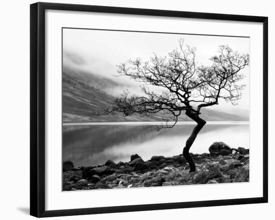 Solitary Tree on the Shore of Loch Etive, Highlands, Scotland, UK-Nadia Isakova-Framed Photographic Print