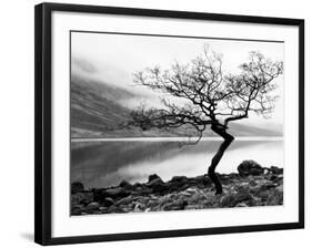 Solitary Tree on the Shore of Loch Etive, Highlands, Scotland, UK-Nadia Isakova-Framed Photographic Print