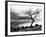 Solitary Tree on the Shore of Loch Etive, Highlands, Scotland, UK-Nadia Isakova-Framed Photographic Print