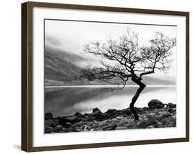 Solitary Tree on the Shore of Loch Etive, Highlands, Scotland, UK-Nadia Isakova-Framed Photographic Print