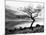 Solitary Tree on the Shore of Loch Etive, Highlands, Scotland, UK-Nadia Isakova-Mounted Photographic Print