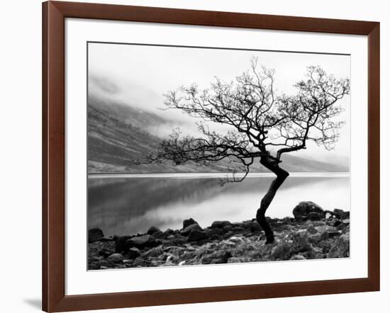 Solitary Tree on the Shore of Loch Etive, Highlands, Scotland, UK-Nadia Isakova-Framed Photographic Print