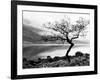 Solitary Tree on the Shore of Loch Etive, Highlands, Scotland, UK-Nadia Isakova-Framed Photographic Print