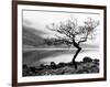 Solitary Tree on the Shore of Loch Etive, Highlands, Scotland, UK-Nadia Isakova-Framed Photographic Print