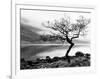 Solitary Tree on the Shore of Loch Etive, Highlands, Scotland, UK-Nadia Isakova-Framed Photographic Print