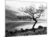 Solitary Tree on the Shore of Loch Etive, Highlands, Scotland, UK-Nadia Isakova-Mounted Photographic Print