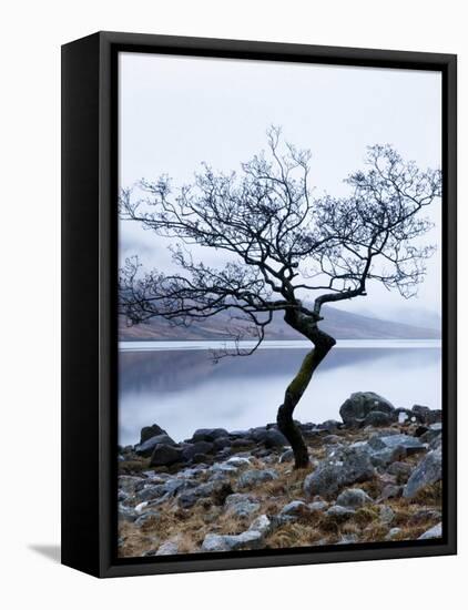 Solitary Tree on the Shore of Loch Etive, Highlands, Scotland, UK-Nadia Isakova-Framed Stretched Canvas