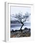 Solitary Tree on the Shore of Loch Etive, Highlands, Scotland, UK-Nadia Isakova-Framed Photographic Print