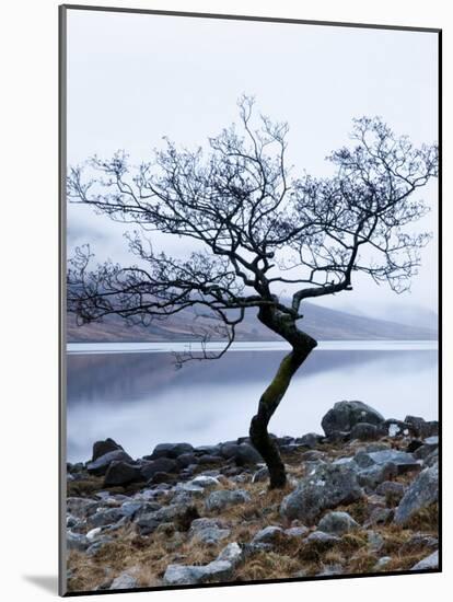 Solitary Tree on the Shore of Loch Etive, Highlands, Scotland, UK-Nadia Isakova-Mounted Photographic Print