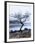 Solitary Tree on the Shore of Loch Etive, Highlands, Scotland, UK-Nadia Isakova-Framed Photographic Print