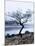 Solitary Tree on the Shore of Loch Etive, Highlands, Scotland, UK-Nadia Isakova-Mounted Photographic Print