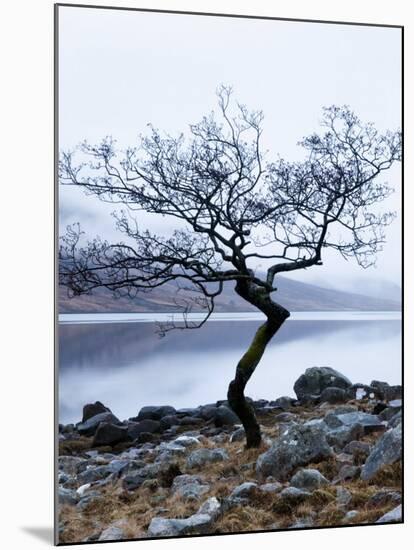 Solitary Tree on the Shore of Loch Etive, Highlands, Scotland, UK-Nadia Isakova-Mounted Photographic Print