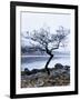 Solitary Tree on the Shore of Loch Etive, Highlands, Scotland, UK-Nadia Isakova-Framed Photographic Print