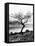 Solitary Tree on the Shore of Loch Etive, Highlands, Scotland, UK-Nadia Isakova-Framed Stretched Canvas