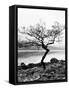 Solitary Tree on the Shore of Loch Etive, Highlands, Scotland, UK-Nadia Isakova-Framed Stretched Canvas