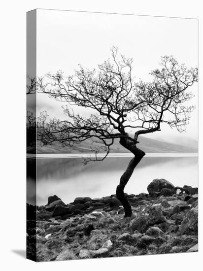 Solitary Tree on the Shore of Loch Etive, Highlands, Scotland, UK-Nadia Isakova-Stretched Canvas