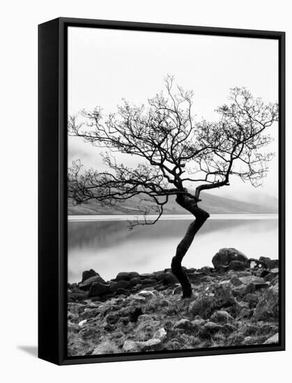 Solitary Tree on the Shore of Loch Etive, Highlands, Scotland, UK-Nadia Isakova-Framed Stretched Canvas