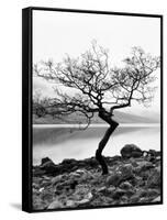 Solitary Tree on the Shore of Loch Etive, Highlands, Scotland, UK-Nadia Isakova-Framed Stretched Canvas