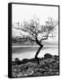 Solitary Tree on the Shore of Loch Etive, Highlands, Scotland, UK-Nadia Isakova-Framed Stretched Canvas