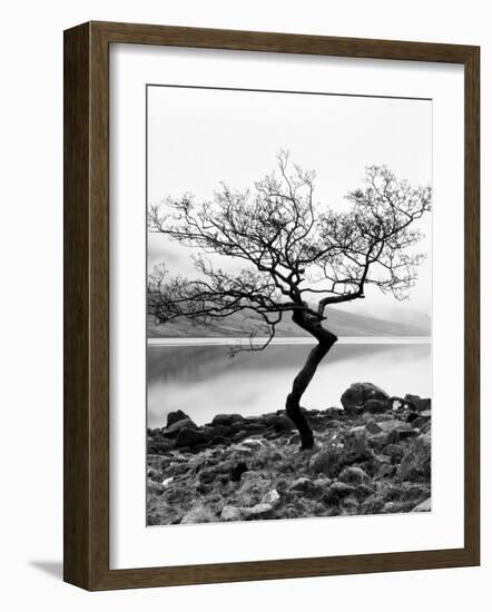 Solitary Tree on the Shore of Loch Etive, Highlands, Scotland, UK-Nadia Isakova-Framed Photographic Print