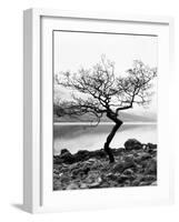 Solitary Tree on the Shore of Loch Etive, Highlands, Scotland, UK-Nadia Isakova-Framed Photographic Print