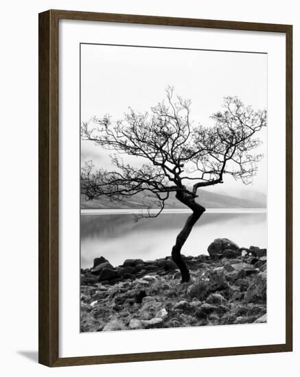 Solitary Tree on the Shore of Loch Etive, Highlands, Scotland, UK-Nadia Isakova-Framed Photographic Print