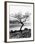 Solitary Tree on the Shore of Loch Etive, Highlands, Scotland, UK-Nadia Isakova-Framed Photographic Print