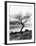 Solitary Tree on the Shore of Loch Etive, Highlands, Scotland, UK-Nadia Isakova-Framed Photographic Print