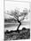 Solitary Tree on the Shore of Loch Etive, Highlands, Scotland, UK-Nadia Isakova-Mounted Photographic Print